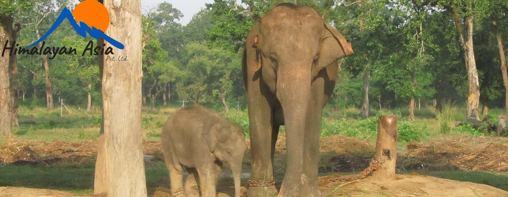 Elephant-Breeding-Center-Chitwan
