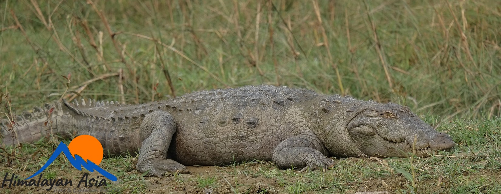 crocodile-chitwan-national-park